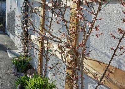 flowers of apricot tree